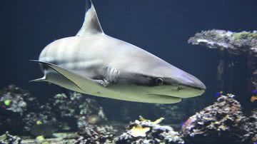 Imagem ilustrativa de tubarão - Foto de Wildfaces, via Pixabay