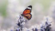 Fotografia meramente ilustrativa de borboleta pousada em flor - Divulgação/ Freepik/ rawpixel.com
