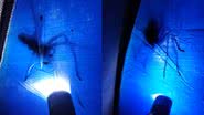 Momento em que o empresário encontra a aranha-armadeira - Reprodução/Vídeo/X/@Metropoles