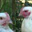 Rosto de galinha apresenta variação de tom conforme emoções