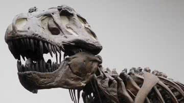Molde de esqueleto de T. rex - Divulgação/Kai R. Caspar