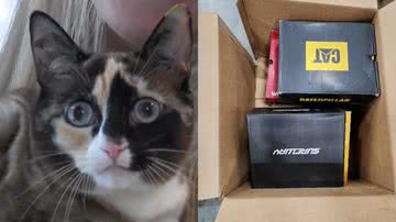 A gata Galena e a caixa onde ficou por seis dias - Reprodução/Vídeo/KSLTV
