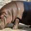 A hipopótamo Gen-chan