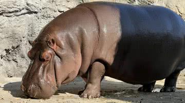 Tratado como macho por anos, hipopótamo é, na verdade, uma fêmea