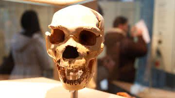Crânio de um neandertal, antecessor do Homo sapiens - Getty Imagens