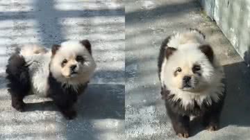 Imagens dos cachorros tingidos de pandas - Reprodução/Vídeo/Daily Mail