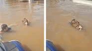 Cavalo foi resgatado no Rio Grande do Sul - Divulgação/vídeo/G1