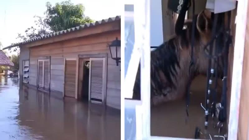 Cavalos foram encontrados mortos em residência - Divulgação/TV Globo