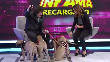 Javier Milei em programa de TV argentino com seus cachorros - Reprodução/Vídeo/YouTube/@americaenvivo
