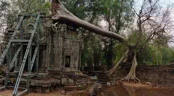 Queda de árvore em Angkor Wat - Divulgação