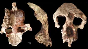 Crânio de primata de 8,7 milhões de anos encontrado na Turquia - Divulgação/Universidade de Toronto