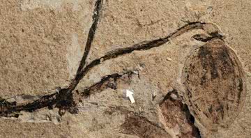 Fóssil de planta descoberto na China - Divulgação/Nanjing Institute of Geology and Paleontology (NIGPAS)