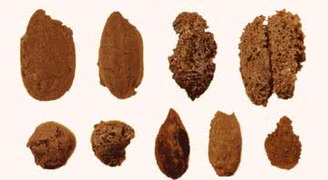 Alguns dos grãos encontrados pelos arqueólogos - Divulgação/Chen et al