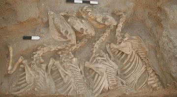 Esqueletos de kungas no complexo funerário de Tell Umm el-Marra, Síria - Divulgação/Glenn Schwartz/Universidade Johns Hopkins