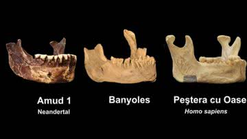 Exemplar de mandíbula de neandertal, fóssil descoberto em 1887 e mandíbula de humano atual, respectivamente - Divulgação/Brian Keeling