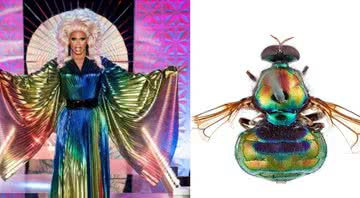 A drag queen RuPaul e a mosca Opaluma rupal - Divulgação/CSIRO