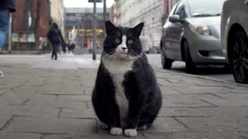 O gato Gacek, a mais nova celebridade polonesa - Reprodução/YouTube