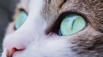 Imagem ilustrativa de gato - Imagem de Pexels por Pixabay
