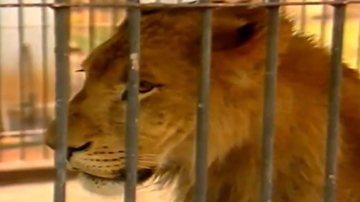 O leão Guru em jaula - Divulgação/ Reportagem/ TV Anhanguera