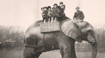O elefante Jumbo - Wikimedia Commons