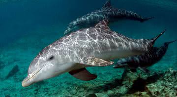 Imagem ilustrativa de um golfinho - Getty Images