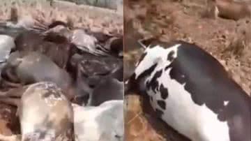 Imagem das vacas e bezerros em pasto - Reprodução/Vídeo/G1