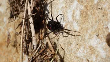 Imagem ilustrativa de uma aranha viúva-negra - Foto de snaedis, via Pixabay