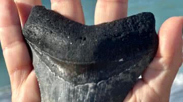 O fóssil encontrado por Beth Orticelli e seu marido na Flórida, Estados Unidos - Reprodução/Redes Sociais/Facebook/Beth Orticelli