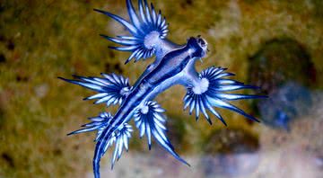 Dragão Azul, o ‘Glaucus atlanticus’ - Sylke Rohrlach via Wikimedia Commons