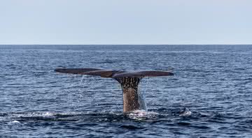 Imagem de baleia cachalote - Pixabay