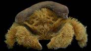 Caranguejo da espécie Lamarckdromia beagle - Divulgação/Colin McLay/Museu da Austrália Ocidental