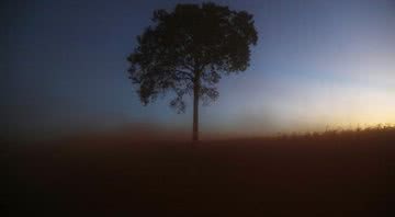 Uma única árvore em meio a uma floresta desmatada - Getty Images