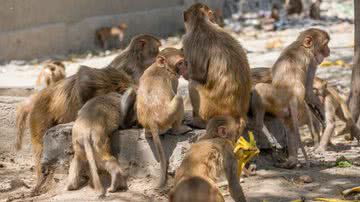 Grupo de macacos na região de Nova Delhi, na índia - Getty Images