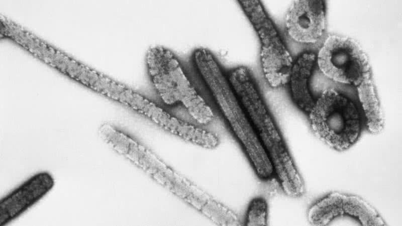 Imagem de vírus de Marburg - Domínio Público / Centers for Disease Control and Prevention