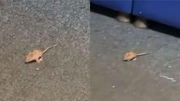 Ratos estão pulando sobre funcionários em aeroporto - Divulgação / Twitter