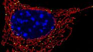 Mitocôndrias (em vermelho) são encontradas na maioria das células - Divulgação / NICHD/U. Manor