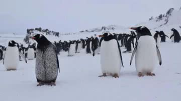 Pinguim com aparência incomum foi encontrado na Antártica - Divulgação/Nigro et al