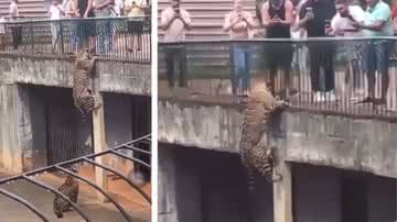 Onça escalando uma coluna em seu recinto no Zoo de Brasília - Divulgação/vídeo