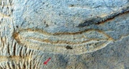 Fóssil pré-cambriano encontrado em MG - Divulgação/Serviço Geológico do Brasil