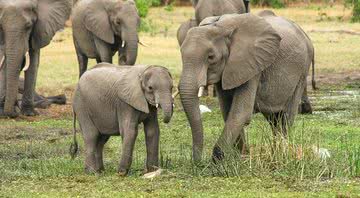 Imagem ilustrativa de elefantes na natureza - Pixabay