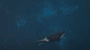 Kiska nadando sozinha em seu tanque no parque Marineland, no Canadá - Reprodução/Vídeo/Global News
