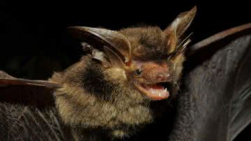 Imagem do morcego Histiotus alienus capturado em 2018 no Paraná - Reprodução/Promasto/Fiocruz/Vinícius C. Cláudio