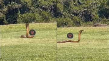 Trechos do vídeo mostrando a serpente no campo de golfe - Divulgação/ Redes Sociais