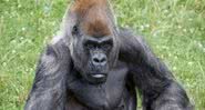 O gorila Ozzie - Divulgação / Zoo Atlanta