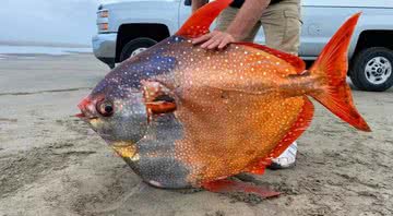 Fotografia do raro peixe após resgate - Divulgação / Aquário de Seaside