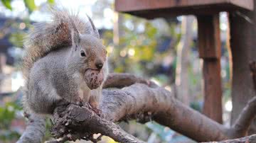Imagem ilustrativa de um esquilo no Zoológico do Parque Inokashira - Kakidai via Wikimedia Commons