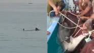 Momento do ataque e captura do tubarão - Reprodução/Vídeo/Redes Sociais