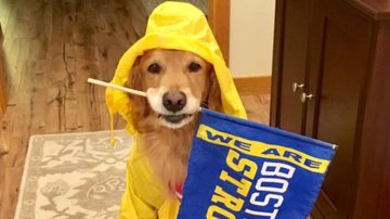 Spencer, o Golden Retriever mascote da Maratona de Boston - Reprodução/Facebook