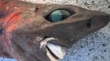 Tubarão encontrado pelo pescador, na Austrália - Divulgação / Redes Sociais