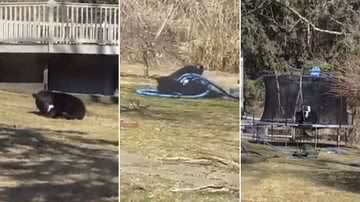 Urso-preto brincando em jardim - Reprodução/Vídeo